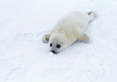 摄影-白海豹爬行 海洋生物