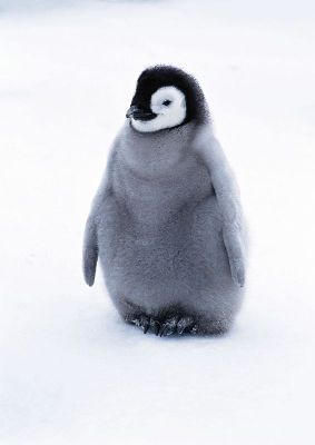 摄影-小企鹅全身照 海洋生物