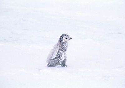 摄影-独行中的小企鹅 海洋生物