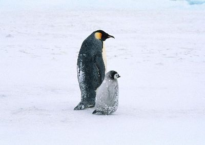 摄影-企鹅母子行走 海洋生物