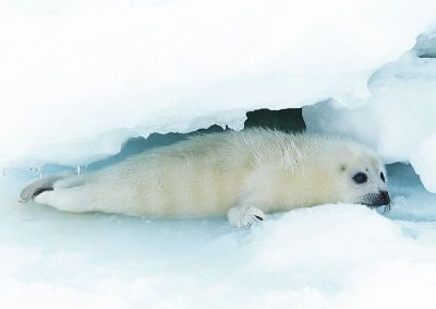 摄影-雪缝中的白海豹