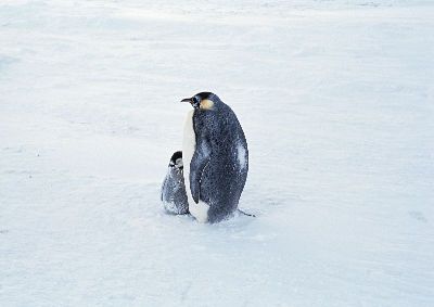 摄影-企鹅的母爱 海洋生物