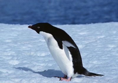 摄影-长成的企鹅 海洋生物