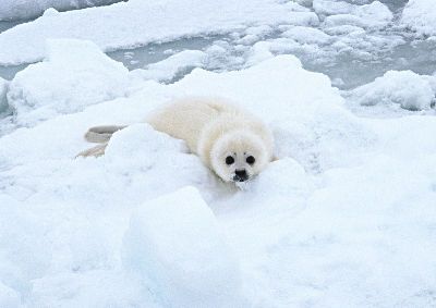 摄影-白雪中的海豹 海洋生物