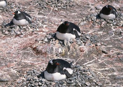 摄影-生育中的企鹅 海洋生物