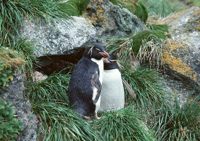 摄影-恋爱中的企鹅 海洋生物