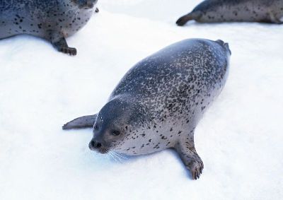 摄影-要睡觉的海豹 海洋生物