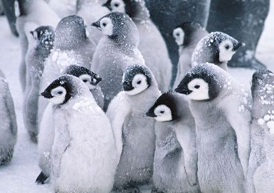 摄影-玩耍中的小企鹅 海洋生物