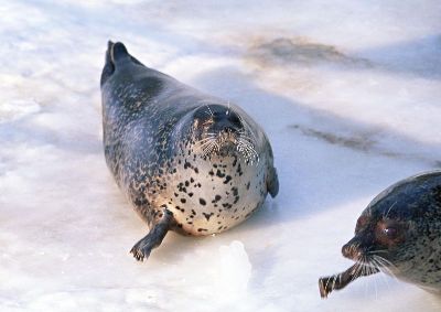 摄影-胖胖的海豹 海洋生物