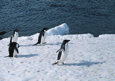 摄影-企鹅赛跑 海洋生物