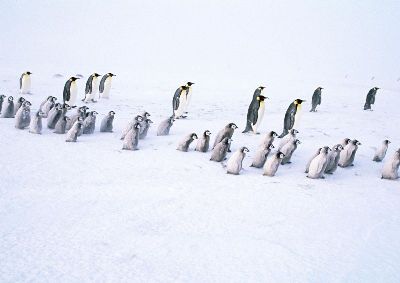 摄影-迁移中的企鹅 海洋生物