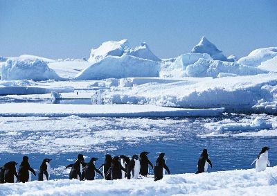摄影-企鹅排队 海洋生物