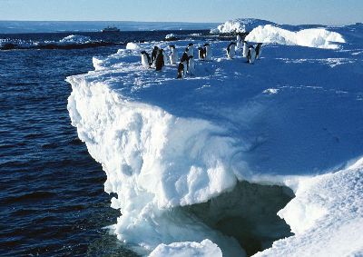 摄影-雪坡上的企鹅 海洋生物
