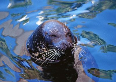 摄影-没有睡醒的海豹 海洋生物