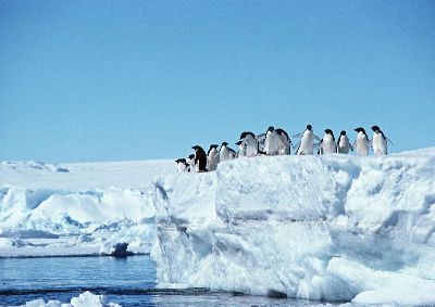 摄影-企鹅跳水 海洋生物