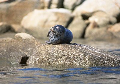 摄影-撒娇的海豹 海洋生物