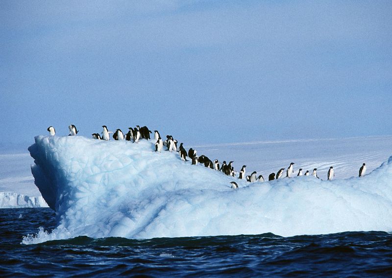 摄影-跳水现场中的企鹅 海洋生物