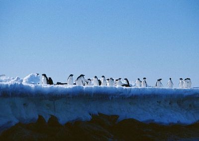 摄影-企鹅开会 海洋生物