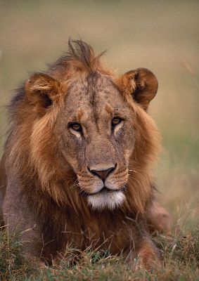 摄影-雄狮之一 野生动物