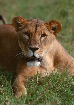 摄影-慵懒的母狮 野生动物