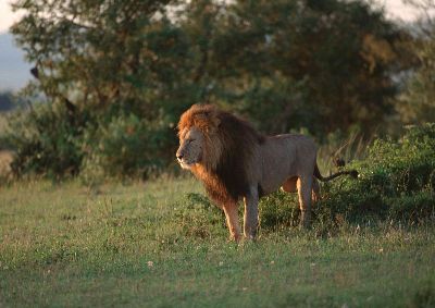 摄影-狮子之一 野生动物