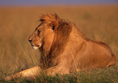 摄影-狮子之二 野生动物