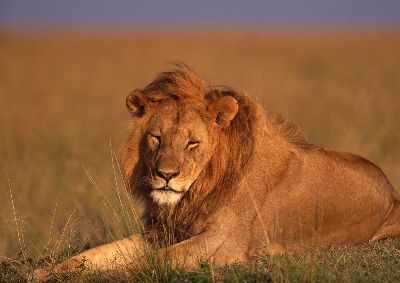 摄影-狮子之三 野生动物