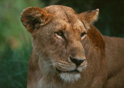 摄影-狮子之四 野生动物