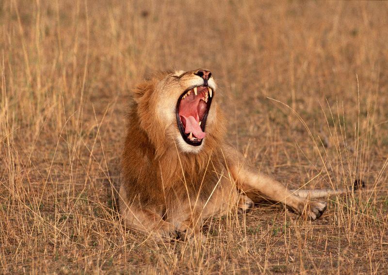 摄影-狮子之五 野生动物