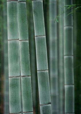 摄影-茂林修竹之十二 树木