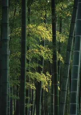 摄影-茂林修竹之五 树木
