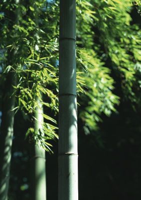 摄影-茂林修竹之七 树木