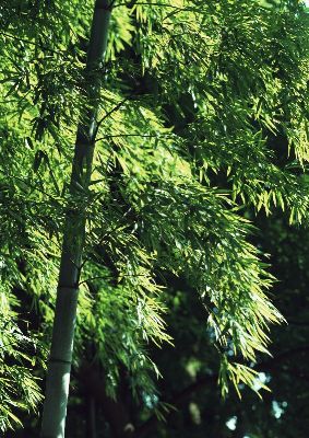 摄影-茂林修竹之八 树木