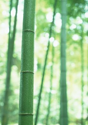 摄影-茂林修竹之十 树木