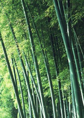 摄影-茂林修竹之三 树木