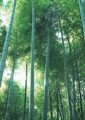摄影-茂林修竹之四 树木