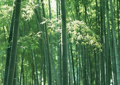 摄影-茂密竹林之三 树木