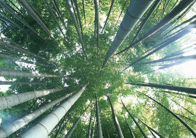 摄影-参天竹林之一 树木