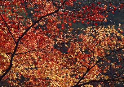 摄影-秋天 树木