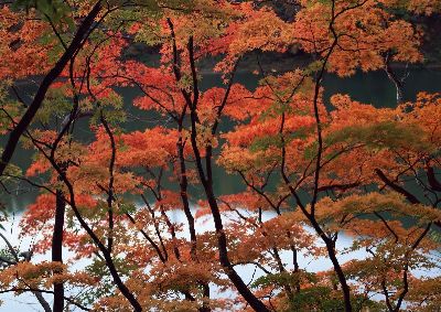 摄影-秋色迷人之一 树木