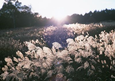 摄影-随风飘逸 树木