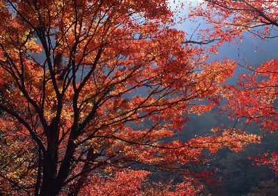 摄影-秋色迷人之二 树木