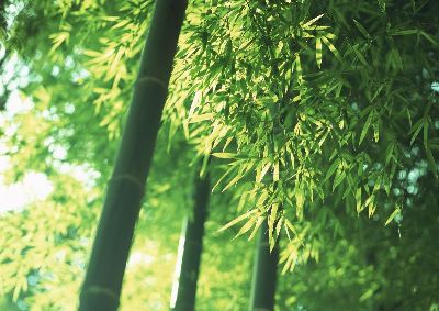 摄影-茂密竹林之五 树木