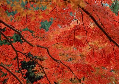 摄影-秋色迷人之三 树木