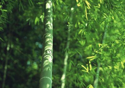 摄影-茂密的竹林之五 树木