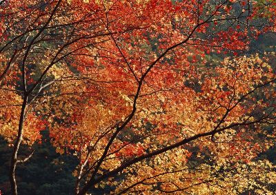 摄影-秋色迷人之四 树木