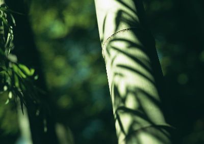 摄影-茁壮的竹干 树木