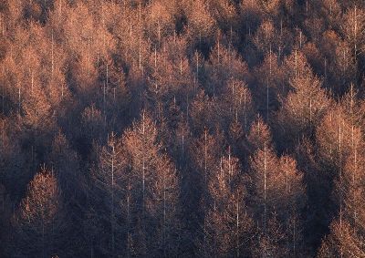 摄影-落日余辉之三 树木
