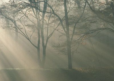 摄影-雾色树林 树木