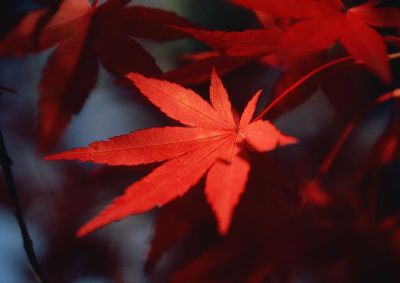 摄影-红色枫叶 树木